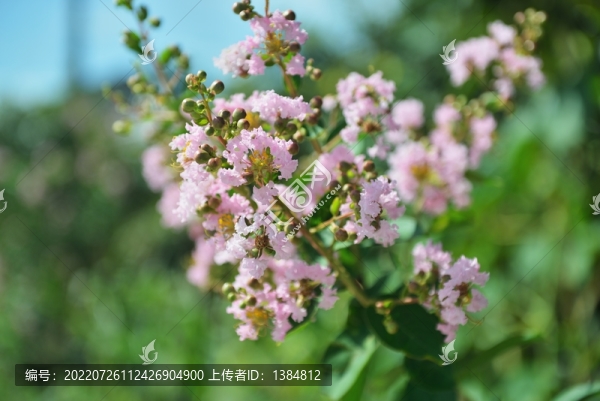 紫薇花