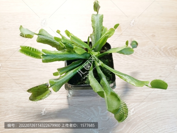 捕蠅草