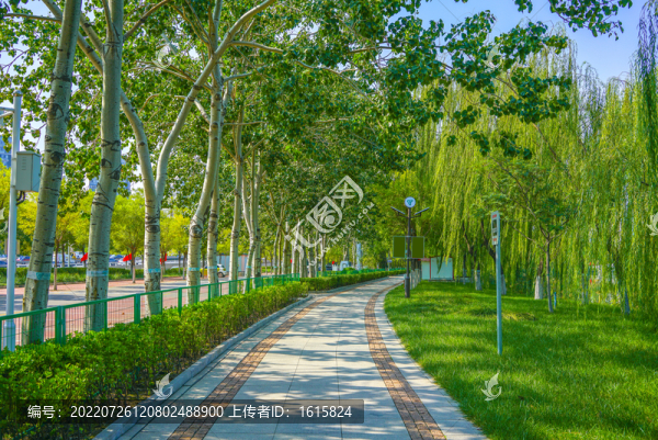 林蔭小路公園小路休閑步道