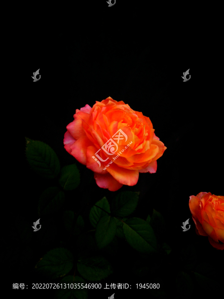 月季花