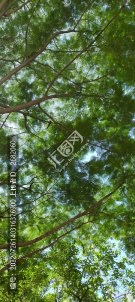 樹葉樹枝