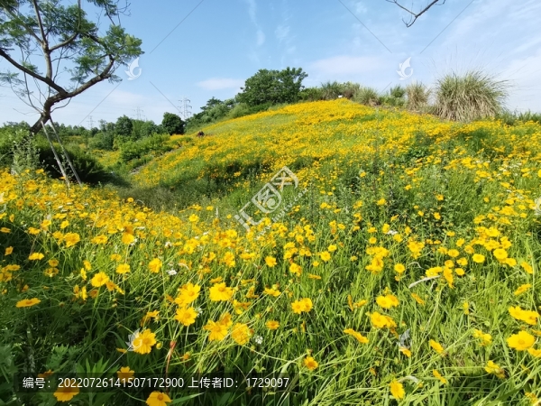 金雞菊盛開的山坡