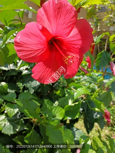 木槿花