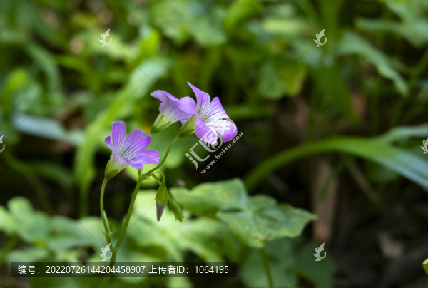 花草