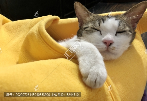 半夢半醒的貓