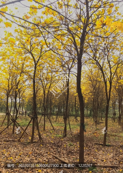藍(lán)天白云下的黃風(fēng)鈴花花海