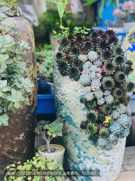 多肉植物盆景