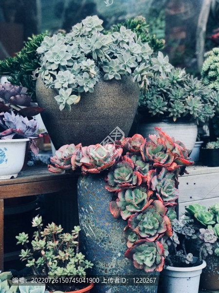 多肉植物盆栽