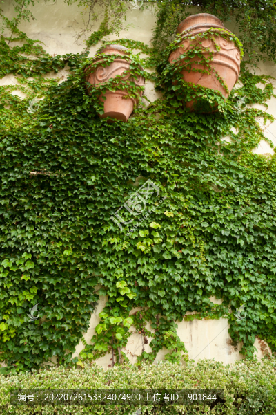 綠色植物墻體