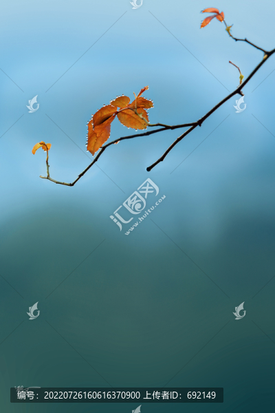 雨后黃葉