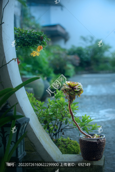 仙人掌