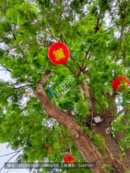 杉樹