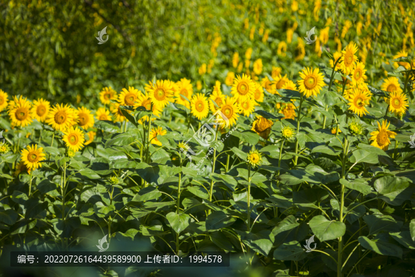 向日葵