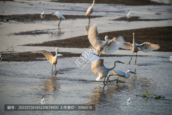 廣西梧州鷺鳥(niǎo)舞生態(tài)好