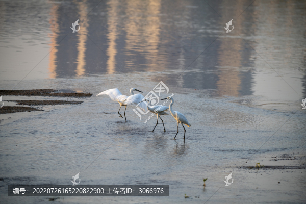 廣西梧州鷺鳥舞生態(tài)好