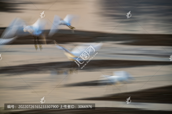 廣西梧州鷺鳥舞生態(tài)好