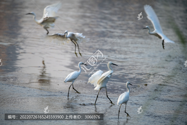 廣西梧州鷺鳥舞生態(tài)好