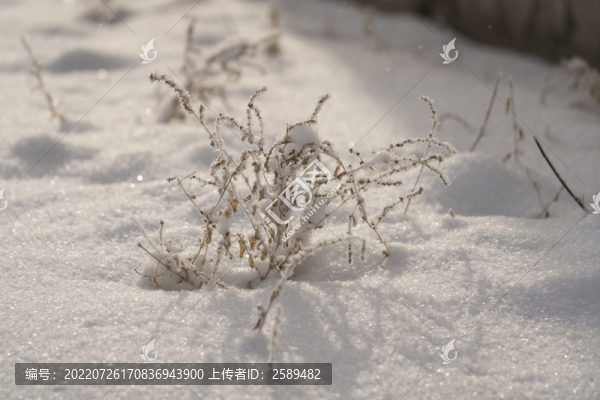 雪景