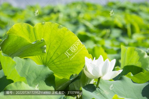 夏季荷塘里的荷花