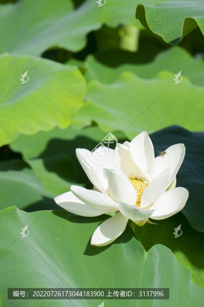 夏季荷塘里的荷花