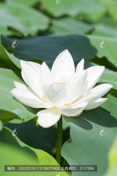 夏季荷塘里的荷花