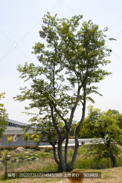 綠樹(shù)