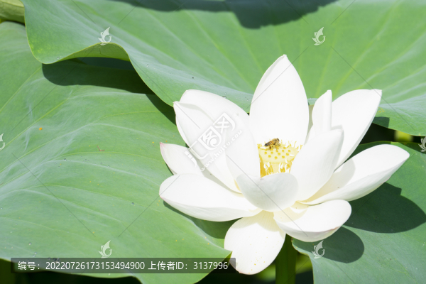夏季荷塘里的荷花