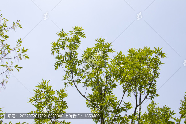 藍(lán)天綠葉