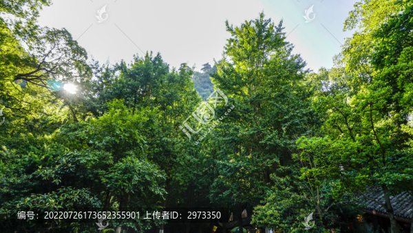 樹叢