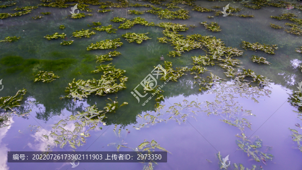 水草