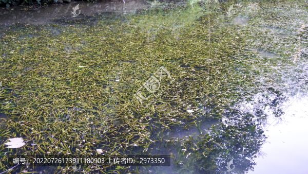 水草