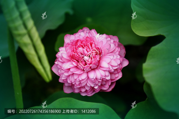 荷花