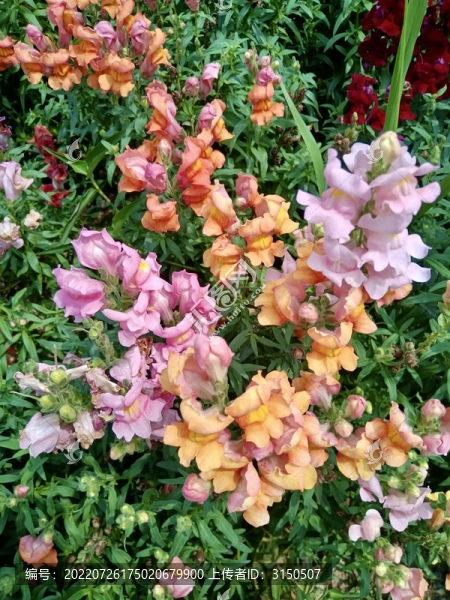 金魚草花
