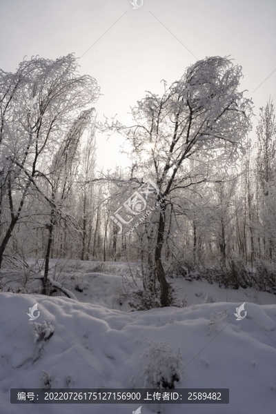 雪景