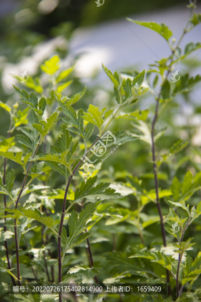艾草