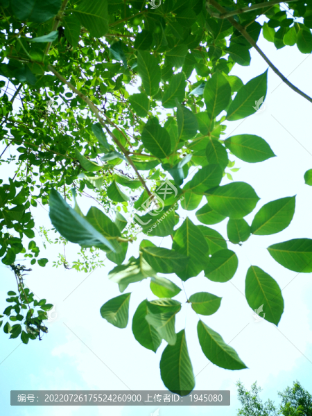 綠葉天空