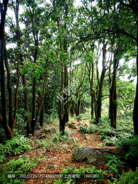 山上綠樹林