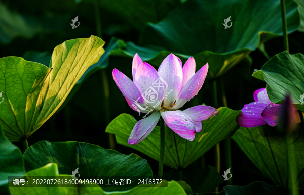 荷花盛開