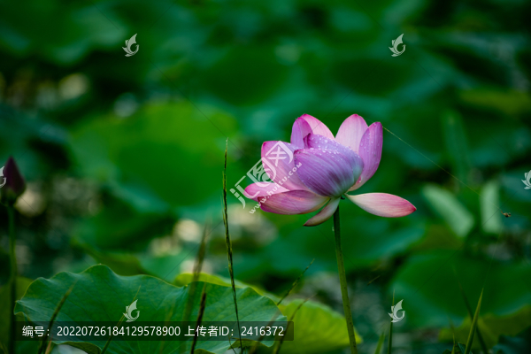 荷花盛開