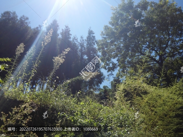 復(fù)古舊屋老院子鄉(xiāng)村墻根植物