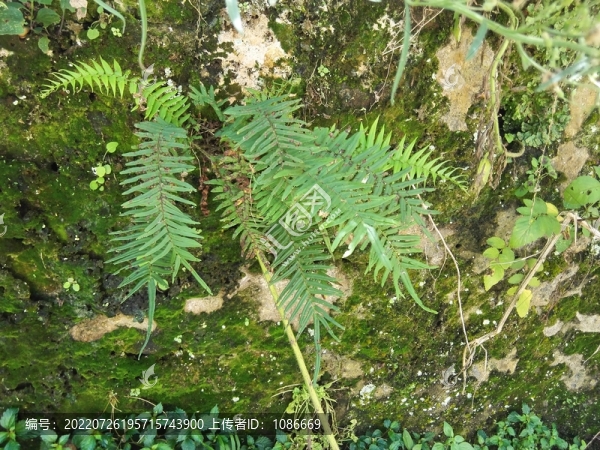 復(fù)古舊屋老院子鄉(xiāng)村墻根植物