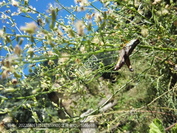 復(fù)古舊屋老院子鄉(xiāng)村墻根植物