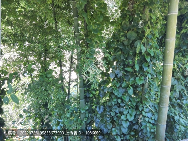 復(fù)古舊屋老院子鄉(xiāng)村墻根植物