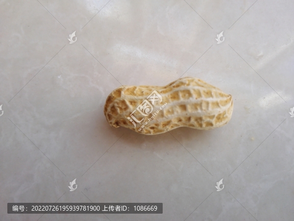花生紋理