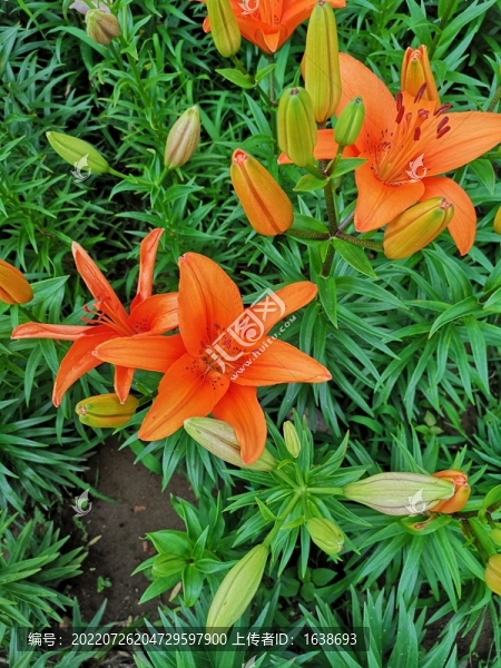 橘色百合花