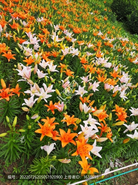 百合花叢