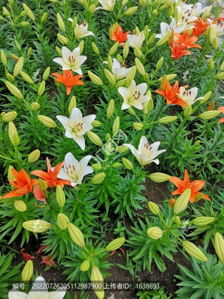 百合花叢