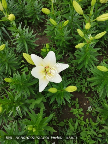 白百合花