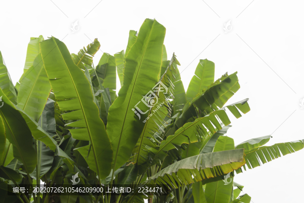芭蕉樹