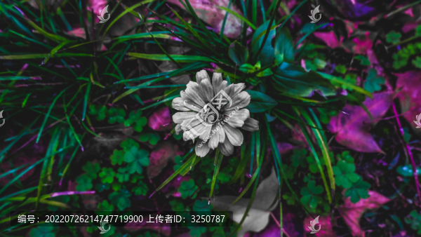 失色菊花